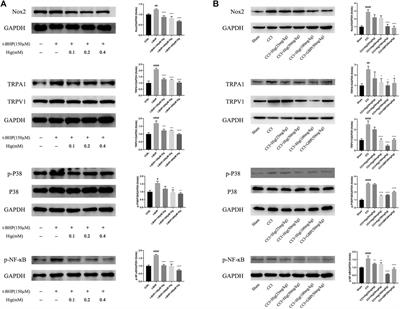 Higenamine Attenuates Neuropathic Pain by Inhibition of NOX2/ROS/TRP/P38 Mitogen-Activated Protein Kinase/NF-ĸB Signaling Pathway